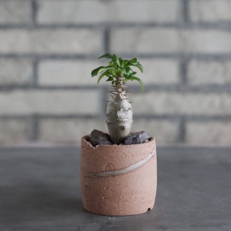 Pachypodium windsorii × N/OH (2.5号)  no.906/55
