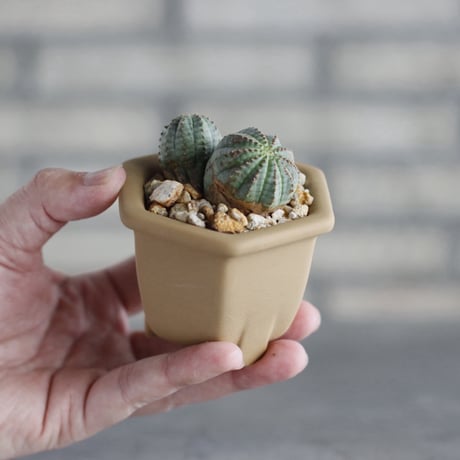 Euphorbia Obesa (マルチ)× nos pot (2.5号)  no.1004/144