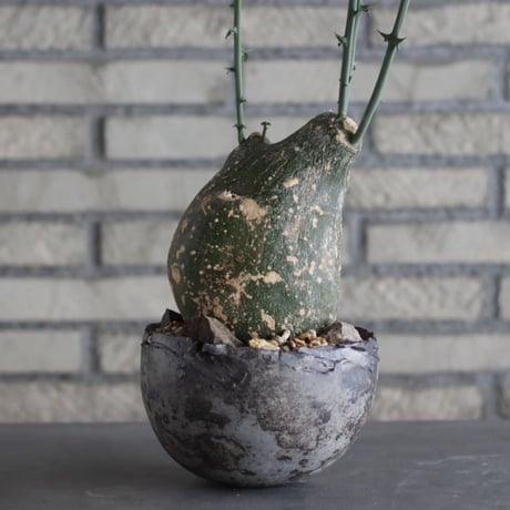 Adenia globosa × takero pot (5.5号)  no.920/28
