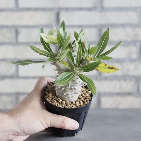 Pachypodium  makayense (3号鉢)  no.705/123
