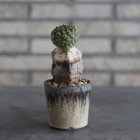 【芽の巣山】Euphorbia gymnocalycioides × 安西岳郎 / 中川智治 (2.5号)  no.823/23