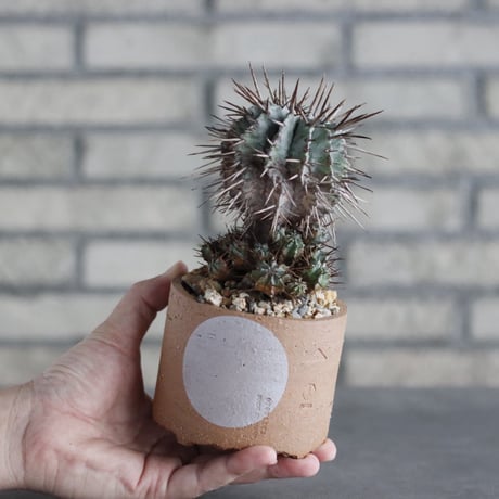 Euphorbia horrida (赤刺マジョール) × N/OH (3号)  no.906/10