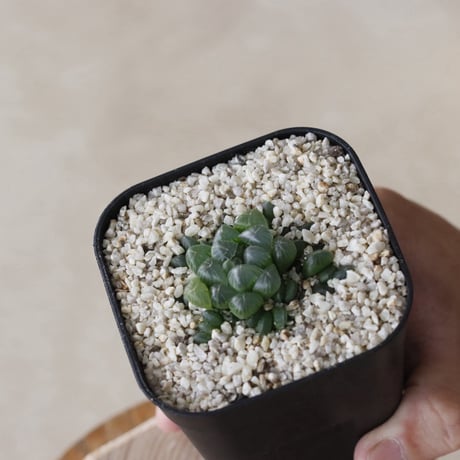 【tres】Haworthia cooperi var. truncata (3号)  no.816/7
