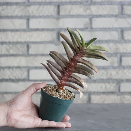 Gasteria rawlinsonii (3号) ＋YAMABACHI  no.830/11