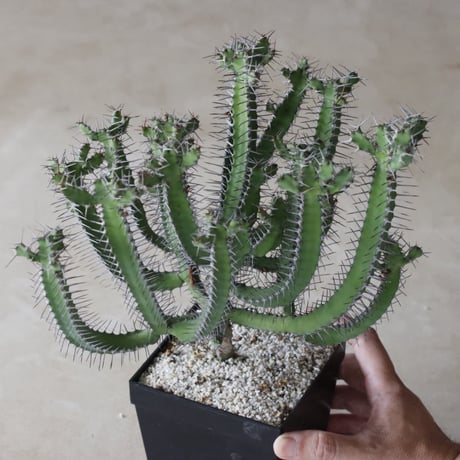 【tres】Euphorbia inarticulata (4.5号)  no.816/42