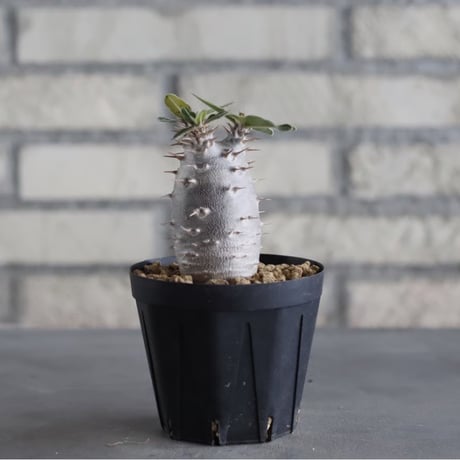 Pachypodium cactipes (3号鉢)  no.705/119