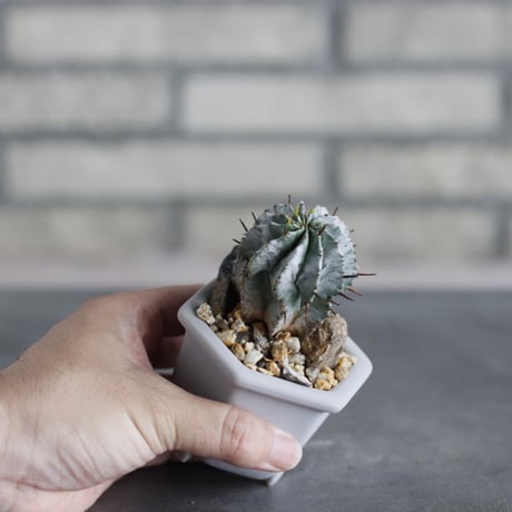 Euphorbia horrida × nos pot (2号)  no.712/34