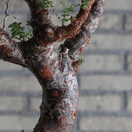 Commiphora monstrosa (5号鉢)  no.705/88