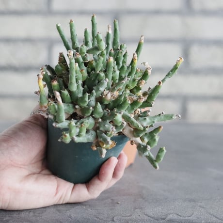 Euphorbia ornithopus (3号) ＋YAMABACHI  no.830/25.5