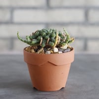 Euphorbia gorgonis × YAMABACHI (3号)  no.913/81