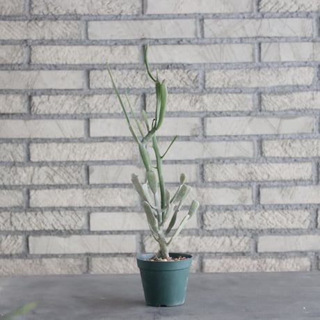 Euphorbia enterophora (3号) ＋YAMABACHI  no.830/4