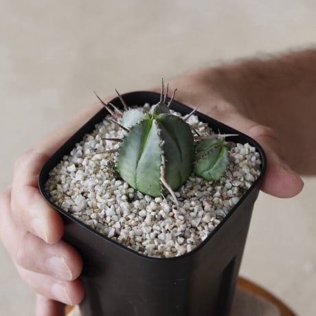 【tres】Euphorbia pillansii (3号)  no.816/23