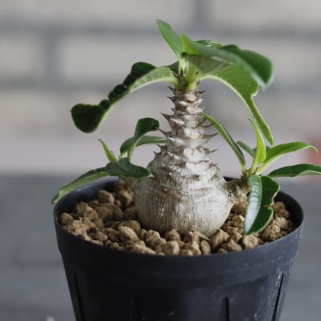 Pachypodium windsorii (3号鉢)  no.705/110