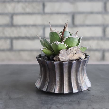 Agave titanota × soso (4号)  no.712/21