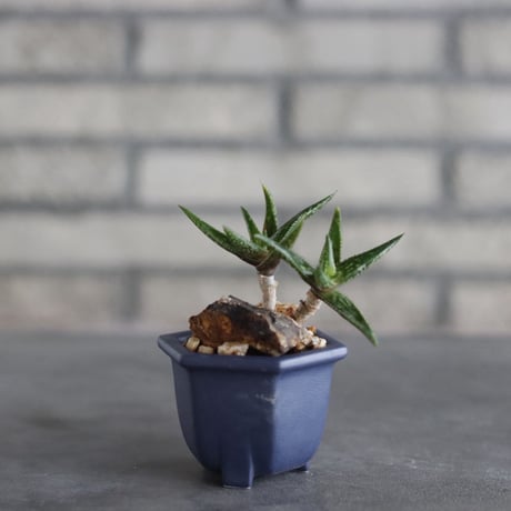 Aloe jucunda × nos pot (2.5号)   no.927/84