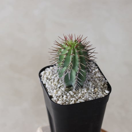 【tres】Euphorbia fruticosa (3号)  no.816/53