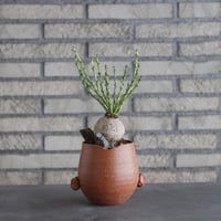 Euphorbia decidua × N/OH(4号)  no.906/3