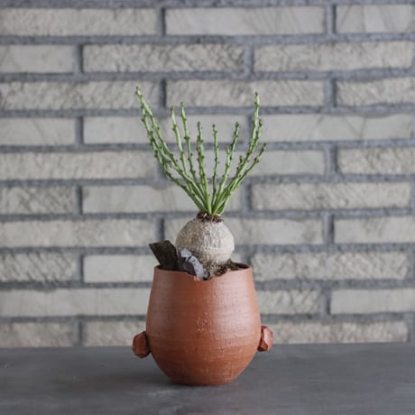 Euphorbia decidua × N/OH(4号)  no.906/3