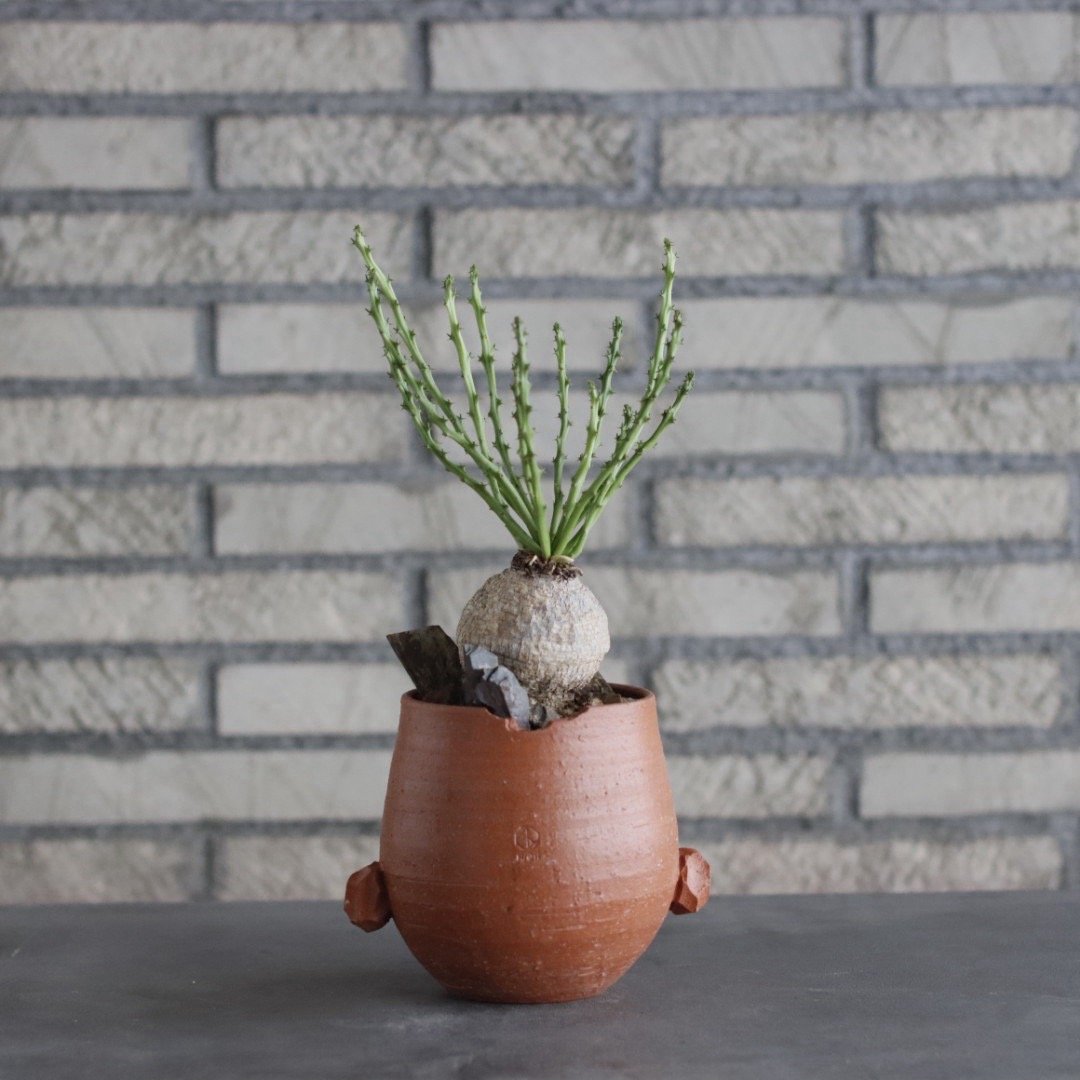 Euphorbia decidua × N/OH(4号) no.906/3 | 芽の巣山