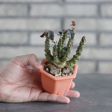Dorstenia foetida × nos pot (2.5号)  no.927/80