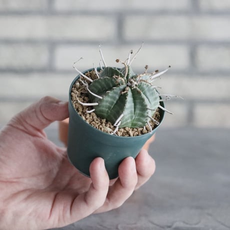 Euphorbia valida (2.5号) ＋YAMABACHI  no.830/22