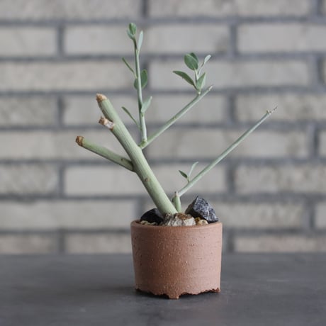 N/OH-TERRACOTTA MIX × Adenia pechuelii (3号)  no.730/8