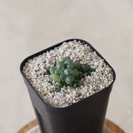 【tres】Haworthia cooperi var. truncata (3号)  no.816/7