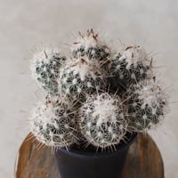 【TAKATAKA】白鯱 (3.5号)  no.816/58