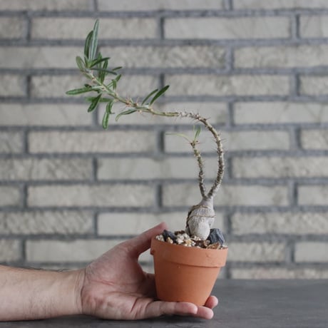 Pachypodium succulentum × YAMABACHI(3号)  no.906/19