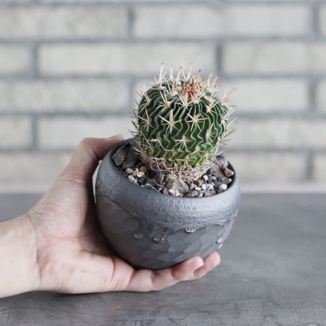 Echinofossulocactus kellerianus (剣恋玉) × N/OH (3.5号)  no.712/15