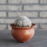 Mammillaria perbella 大福丸 × N/OH (4号鉢)  no.1004/98