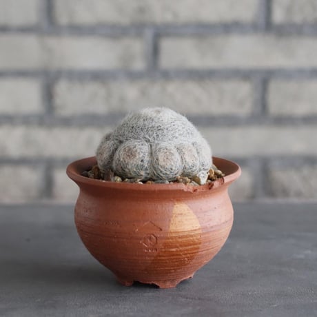 Mammillaria perbella 大福丸 × N/OH (4号鉢)  no.1004/98