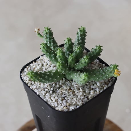 【tres】Euphorbia huttoniae (3号)  no.816/26