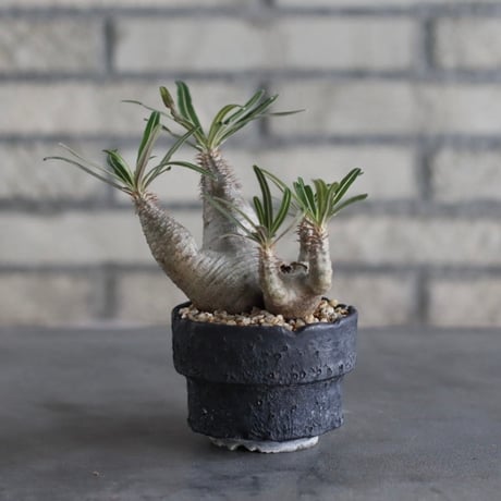 【The One】Pachypodium gracilius × 中川智治 / ASHFIELD LABORATORY (3号)  no.823/12