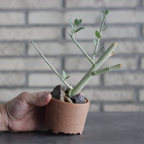 N/OH-TERRACOTTA MIX × Adenia pechuelii (3号)  no.730/8