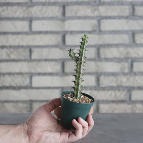 Euphorbia sp. (2.5号) ＋YAMABACHI  no.830/17