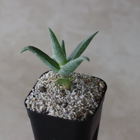 【tres】Aloe whitcombei (3号)  no.816/39.5