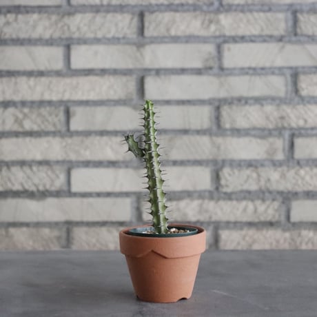 Euphorbia sp. (2.5号) ＋YAMABACHI  no.830/17