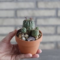 Euphorbia stellispina (群星冠) × YAMABACHI (3号) no.1004/124