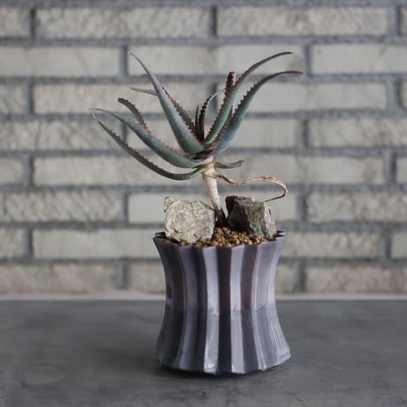Aloe sp × soso (4号鉢)  no.719/41