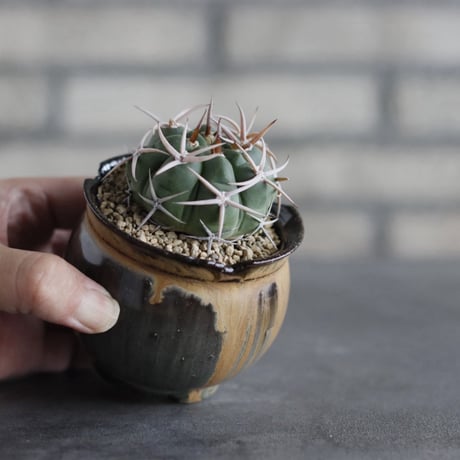 【TAKATAKA】Gymnocalycium hybopleurum v. ferocior × 安西岳郎 / 中川智治 (3号)  no.823/39