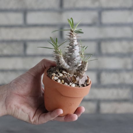 Pachypodium cactipes × YAMABACHI(3号)  no.906/34