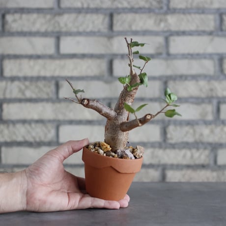 Bursera schlechtendalii × YAMABACHI (3号)  no.913/69
