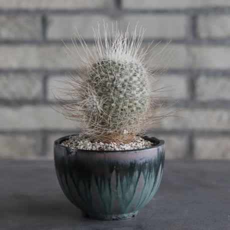 【TAKATAKA】Mammillaria geminispina (白寿丸) × 安西岳郎 / 中川智治 (4号)  no.823/14