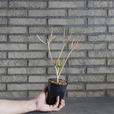 Euphorbia tirucalli 'Sticks on Fire' (3号)  no.719/141