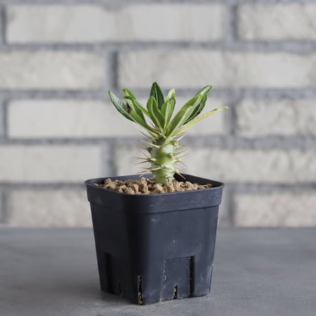 Pachypodium ambongense (3号鉢)  no.705/135