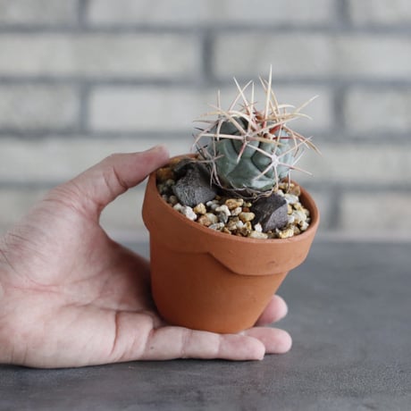 Thelocactus hexaedrophorus v. fossulatus (緋冠竜) × YAMABACHI (3号)  no.913/74