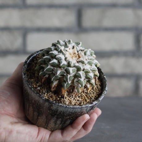 【TAKATAKA】Ariocarpus kotschoubeyanus (黒牡丹) × 安西岳郎 / 中川智治 (3.5号)  no.823/18