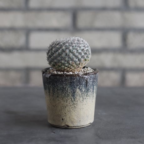 【TAKATAKA】Mammillaria brauneana (恋山彦) × 安西岳郎 / 中川智治 (2.5号)  no.823/29