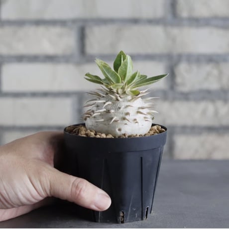 Pachypodium eburneum (3号鉢)  no.705/129